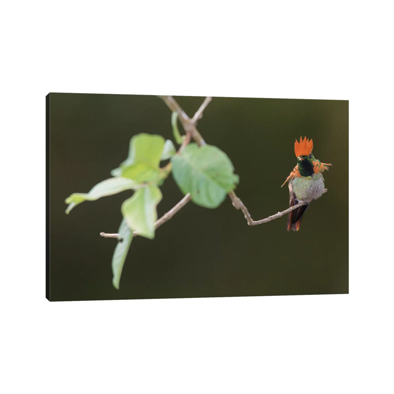 Tufted Coquette by Ken Archer - Gallery-Wrapped Canvas Giclée on Canvas, Wrapped Canvas, 20.32 cm H x 30.48 cm W