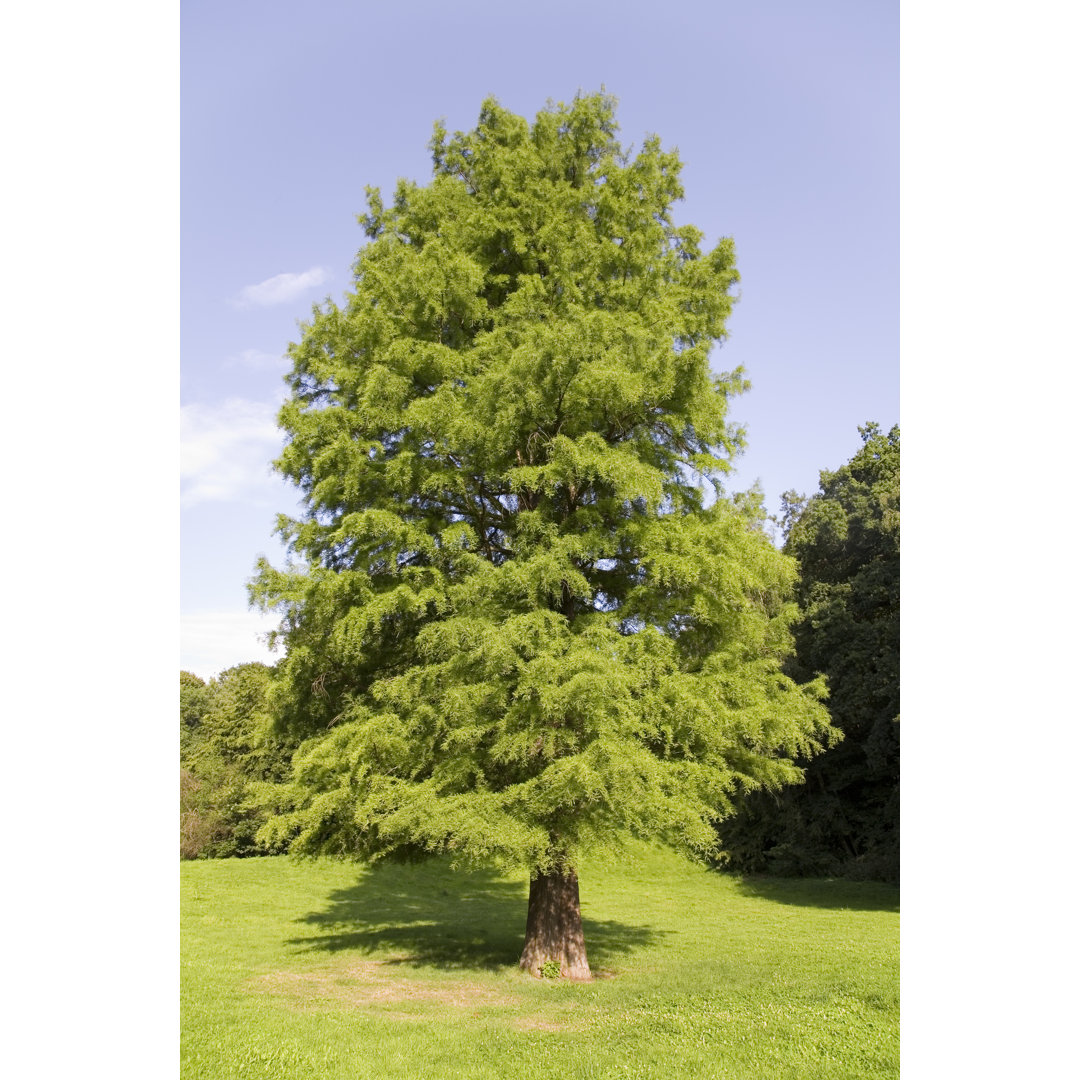 Mighty Bald Cypress von Dirkbaltrusch - Druck auf Leinwand ohne Rahmen