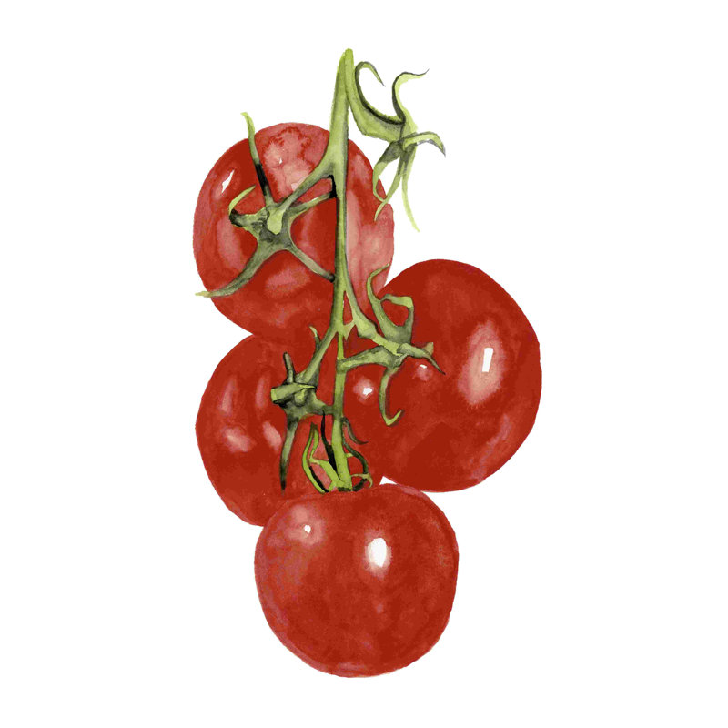 Aquarelle Veggie IV, H 18 po x l 12 po