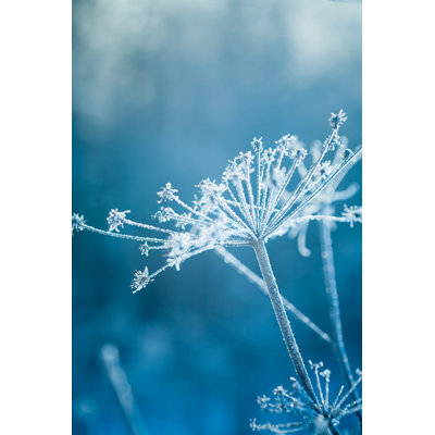 Hoarfrost On A Plant by 5ugarless - No Frame Art Prints on Canvas