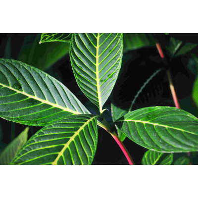 Verts - Photographie sur toile tendue