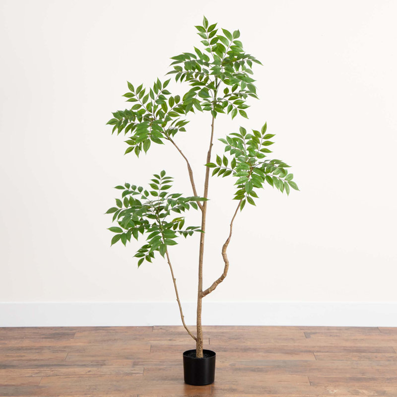 5 pi Pieris artificiel