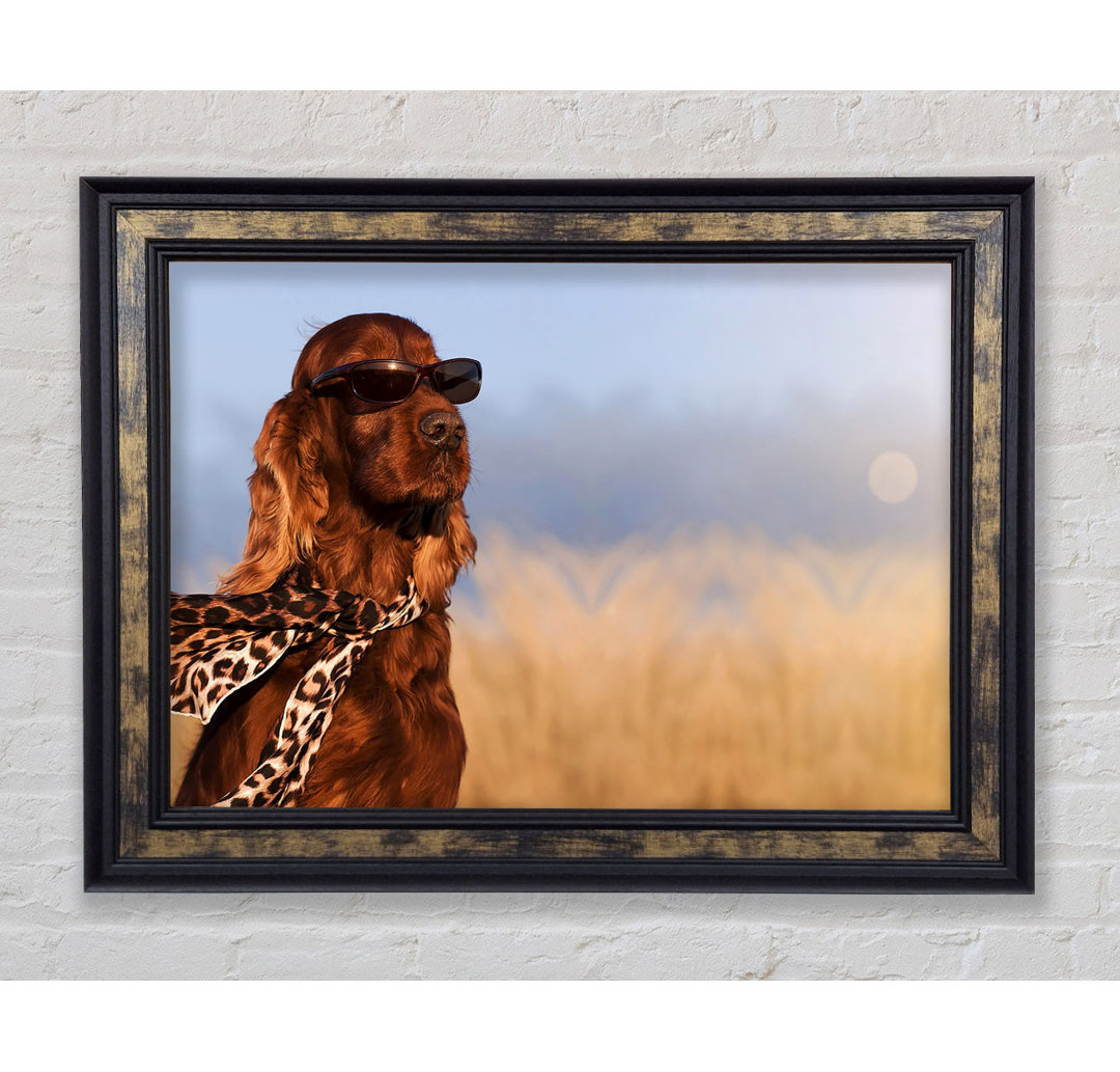 Glamouröser Irish Setter Hund - Einzelner Bilderrahmen Kunstdrucke