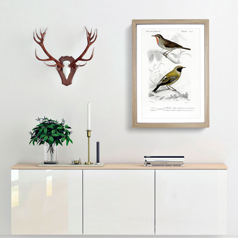 Bird Illustrations PL. 55 by Charles D' Orbigny - Single Picture Frame Painting, Oak Framed, 33cm H x 24cm W x 2cm D