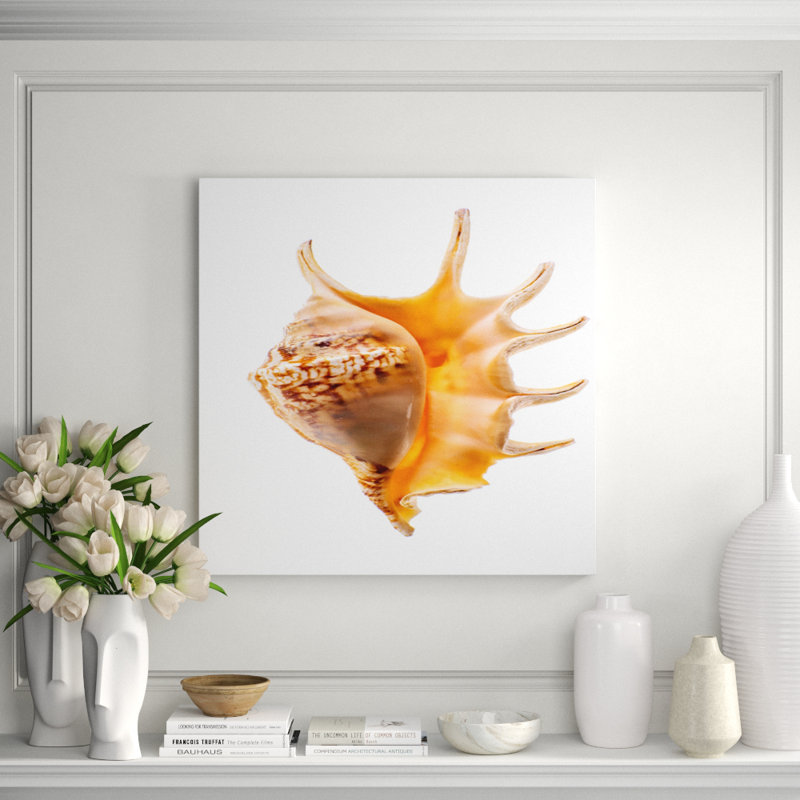 Spider Conch Shell Print, 36" H x 36" W x 2.5" D, Aluminum