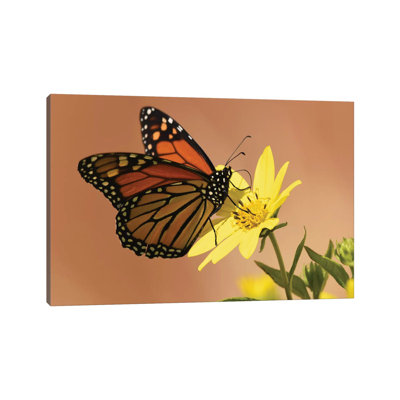 Monarch Butterfly by Brian Wolf - Wrapped Canvas Print