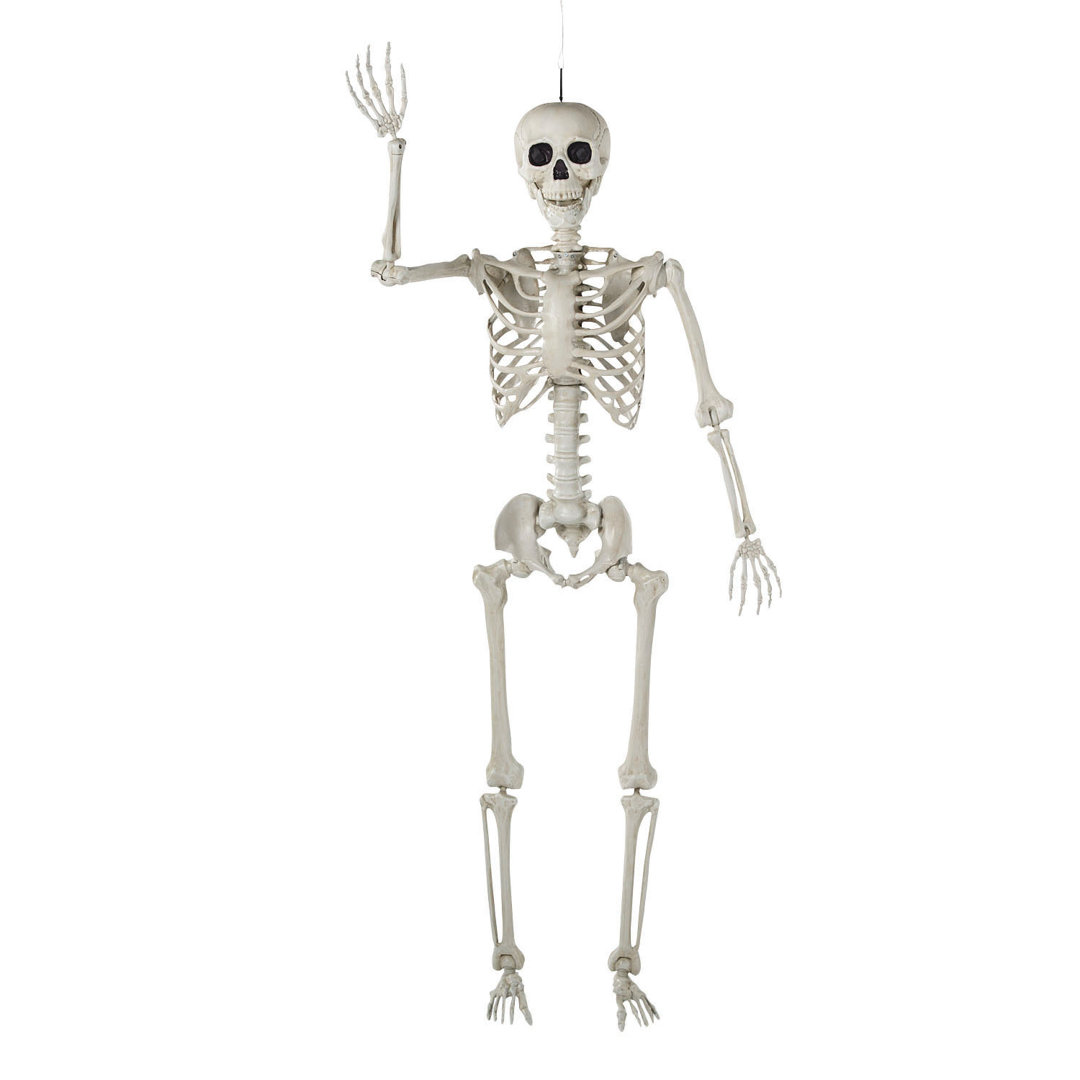 Life Size Posable Skeleton Halloween Decoration The Holiday Aisle®