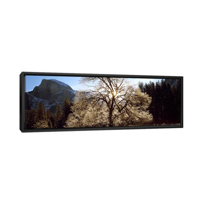 " Low Angle View Of A Snow-covered Oak Tree, Yosemite National Park, California, USA #2 " by Panoramic Images