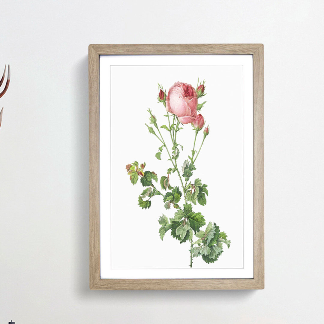 Pink Rosebush in Bloom by Pierre-Joseph Redoute - Picture Frame Painting Print