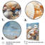 «Beach Photo Seashell Symphony II», reproduction sur toile d'animaux côtiers-695409270-695409271