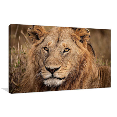 «King of The Wild II», reproduction de photo
