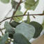 120cm Faux Eucalyptus Plant in Cement Pot