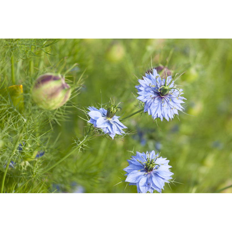 Nigella Sativa by Ailime, 12" H x 18" W
