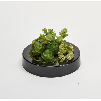 Mixed Foliage Succulent in Plastic Container