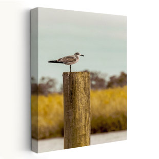 Goéland sur un pieux - St Augustine - paysages côtiers, photographie d'animaux, art