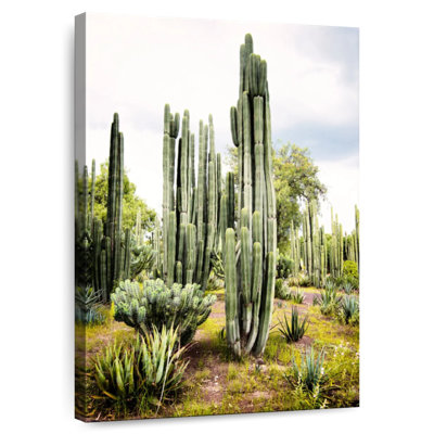 Harnek Viva, Mexique - Cactus Cardon I