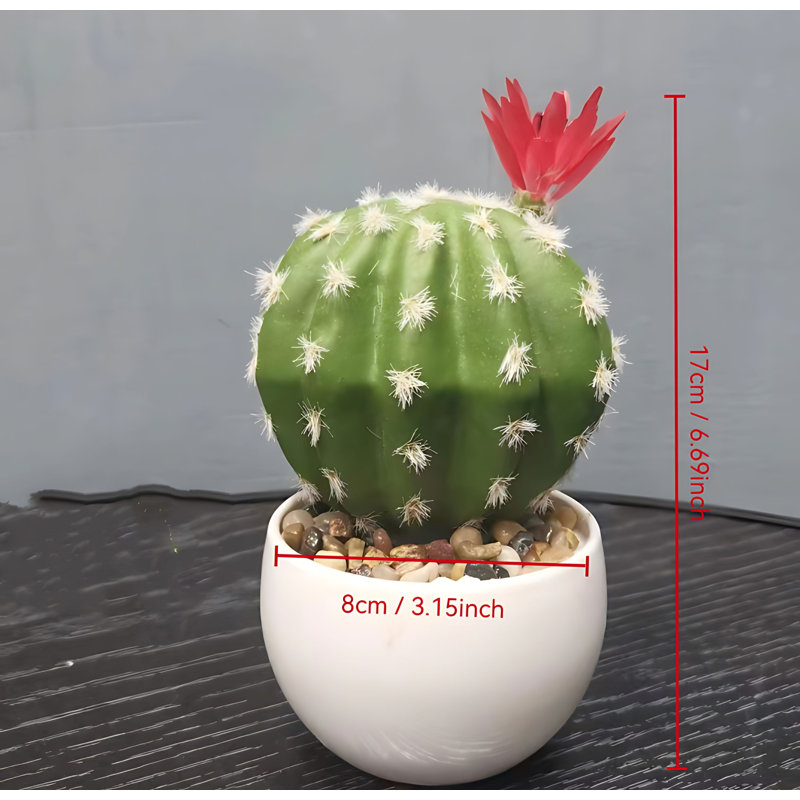 Cactus 6,69 po
