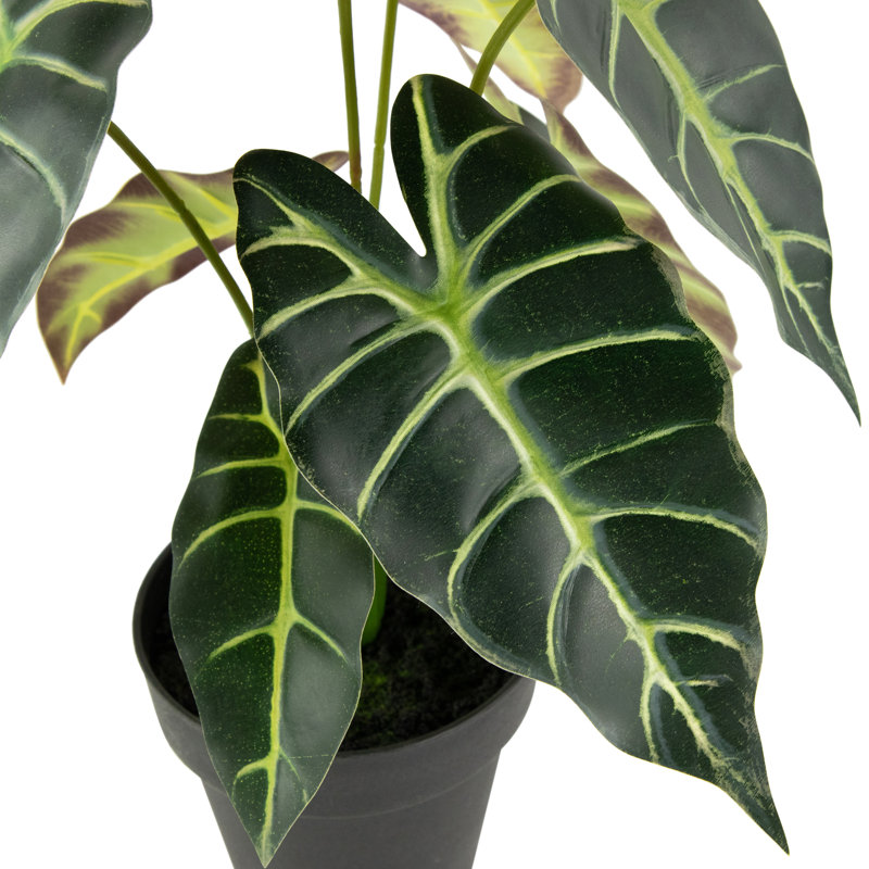 18 plantes