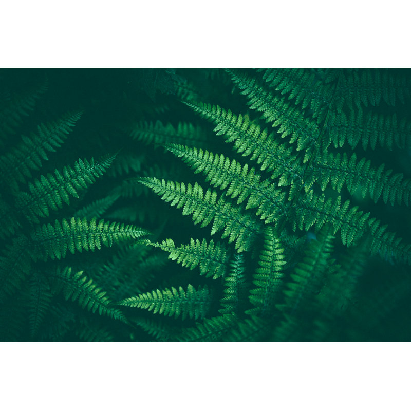 Fern Background - Wrapped Canvas Print, 61cm H x 91cm W x 3.8cm D