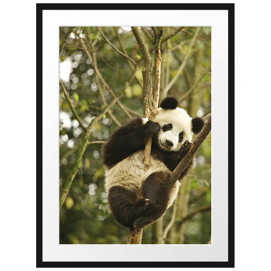 Gerahmtes Poster Niedlicher Pandabär auf Baum