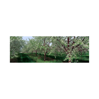 View Of Spring Blossoms On Cherry Trees - Wrapped Canvas Panoramic Print