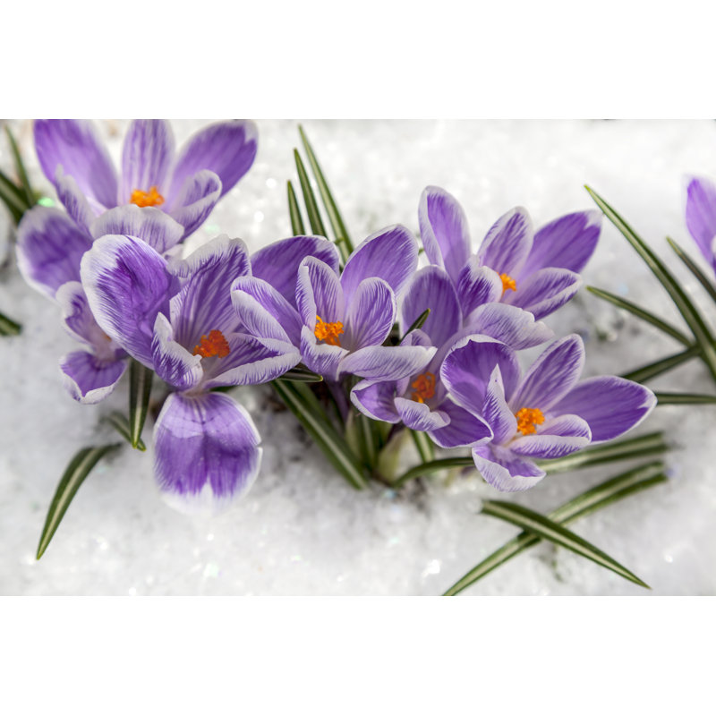 Snowdrops In The Snow by Evgenii Mitroshin - Wrapped Canvas Print, 30cm H x 46cm W