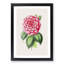Pink Japanese Camellia Illustration - Picture Frame Painting Print-55584091-55584092