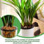 Orchidée biologique 9 pte