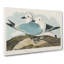 Two Kittiwake Gulls by John James Audubon - Wrapped Canvas-55372151