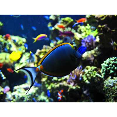 " Blue Fish "