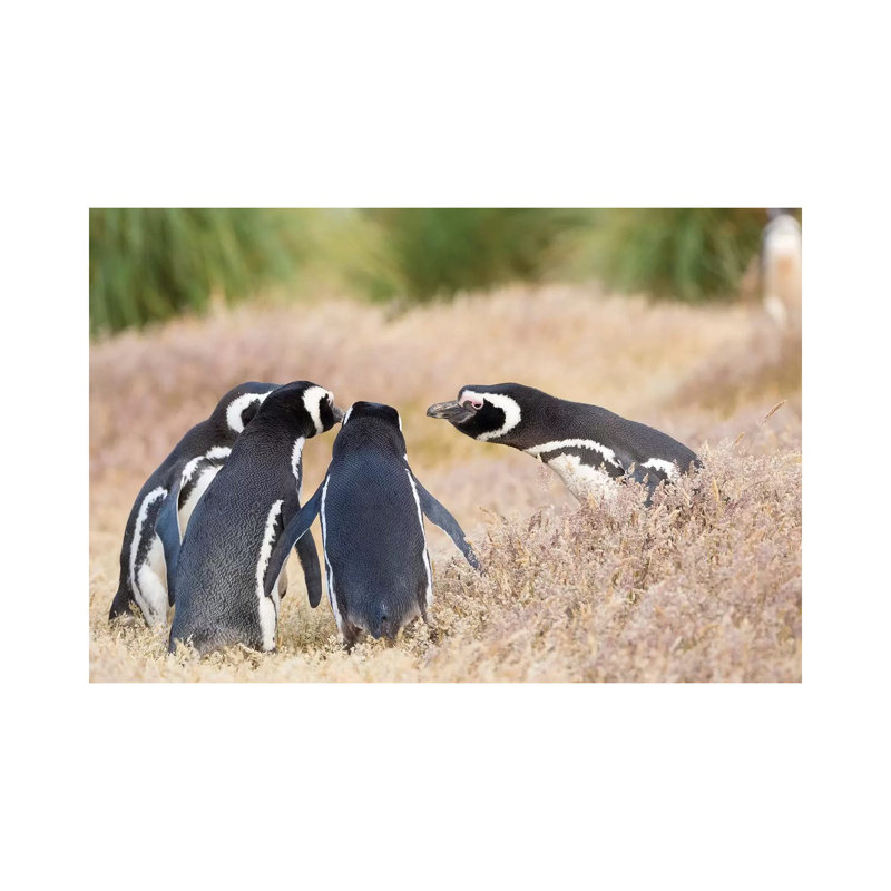 Magellanic Penguin Social Interaction and Behavior in a Group, Falkland Islands. 1 Piece Wrapped Canvas Wall Art