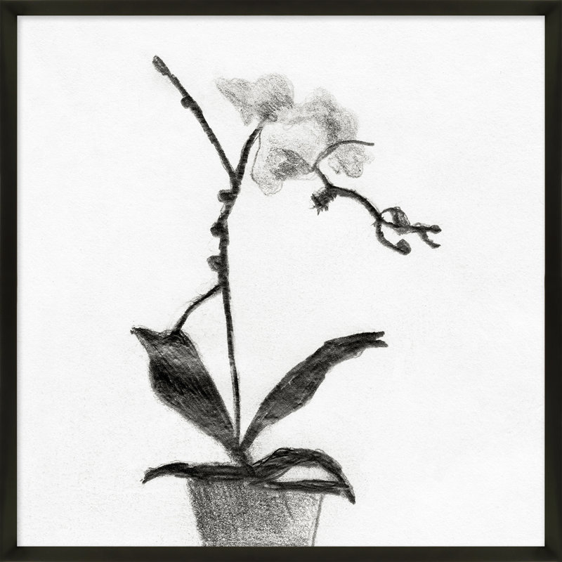 Orchid Study 1 Print by Simon Schneiderman, 16" H x 16" W x 1.25" D, Black Wood