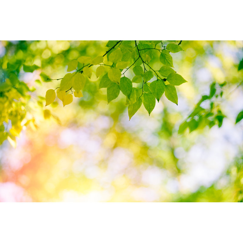 Feuilles vertes par Jasmina007, H 8 po x l 12 po