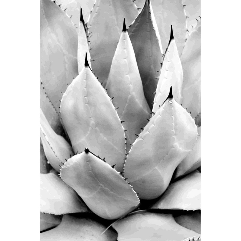 Cactus 1, impression sur toile tendue, H 18 po x l 12 po