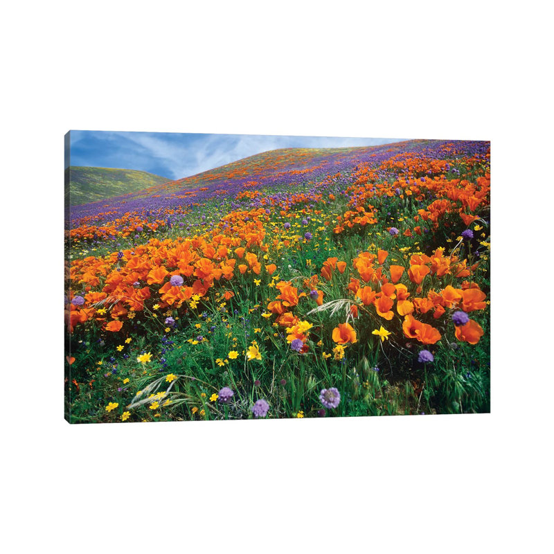 California Poppy And Other Wildflowers Growing On Hillside, Spring, Antelope Valley, California by Tim Fitzharris - Wrapped Canvas Print