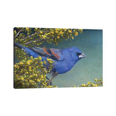 Blue Grosbeak by Christopher Vest - Wrapped Canvas Print