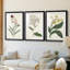 Antique Botanical Collection VII - reproduction sur mesure encadrée de qualité supérieure - 3 pièces-1991691646-1991691632