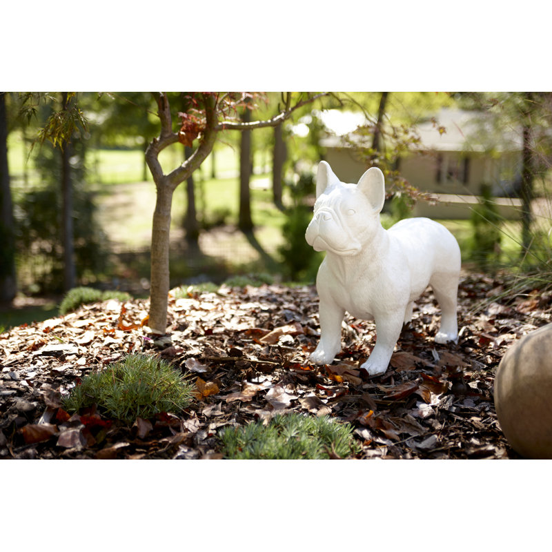 Bouledogue français, Enduit gélifié blanc