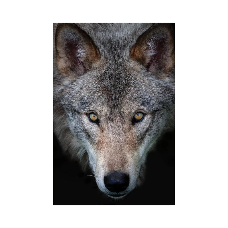 All The Better To See You - Timber Wolf by Jim Cumming - Wrapped Canvas Print, 30.48cm H x 20.32cm W x 1.91cm D