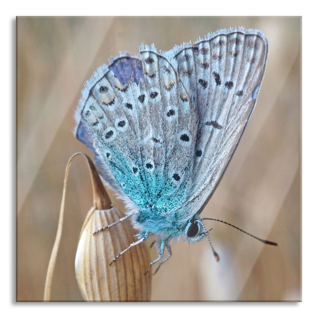 Glasbild Schmetterling auf einer natürlichen Blüte