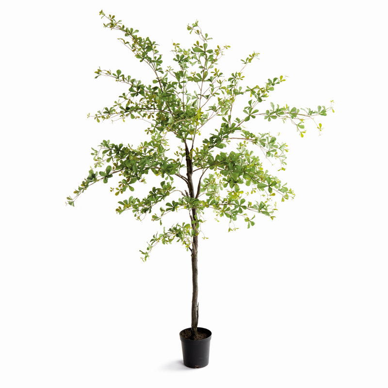 Shaady Lady Olive Tree 90 po