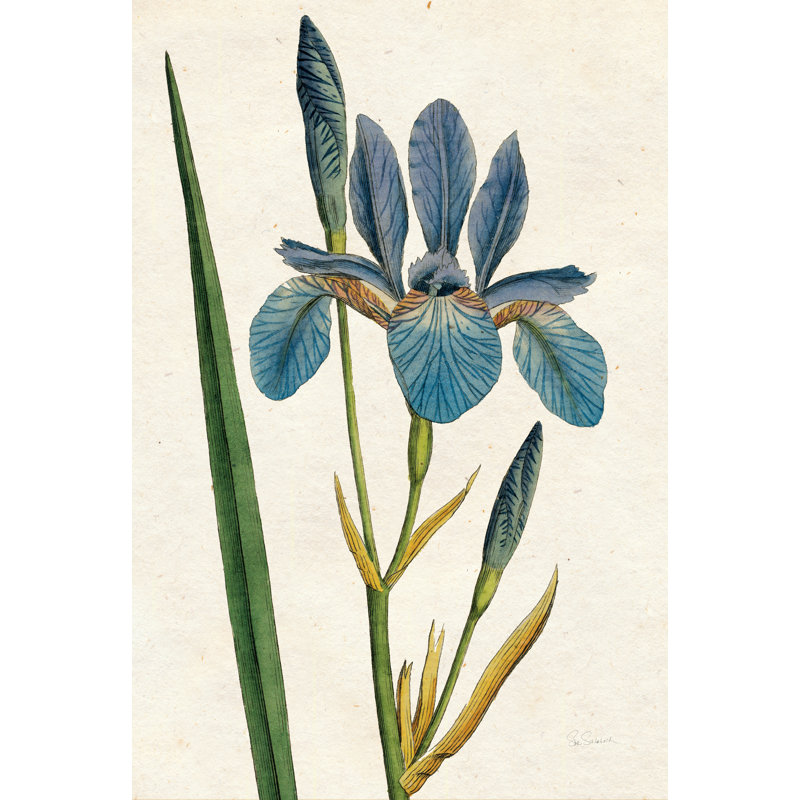 Iris Letter No Words by Sue Schlabach - Painting, 30cm H x 20cm W, Black Floater Framed
