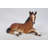 Laying Down Horse Colt Statue