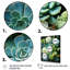 «Chataignier Green Succulents Serenity Garden I», reproduction sur toile-515790389-515790388
