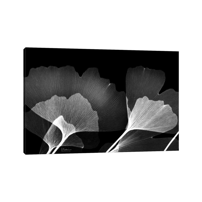 Ginko B/W by Albert Koetsier - Wrapped Canvas Gallery-Wrapped Canvas Giclée, 8" H x 12" W, Wrapped Canvas