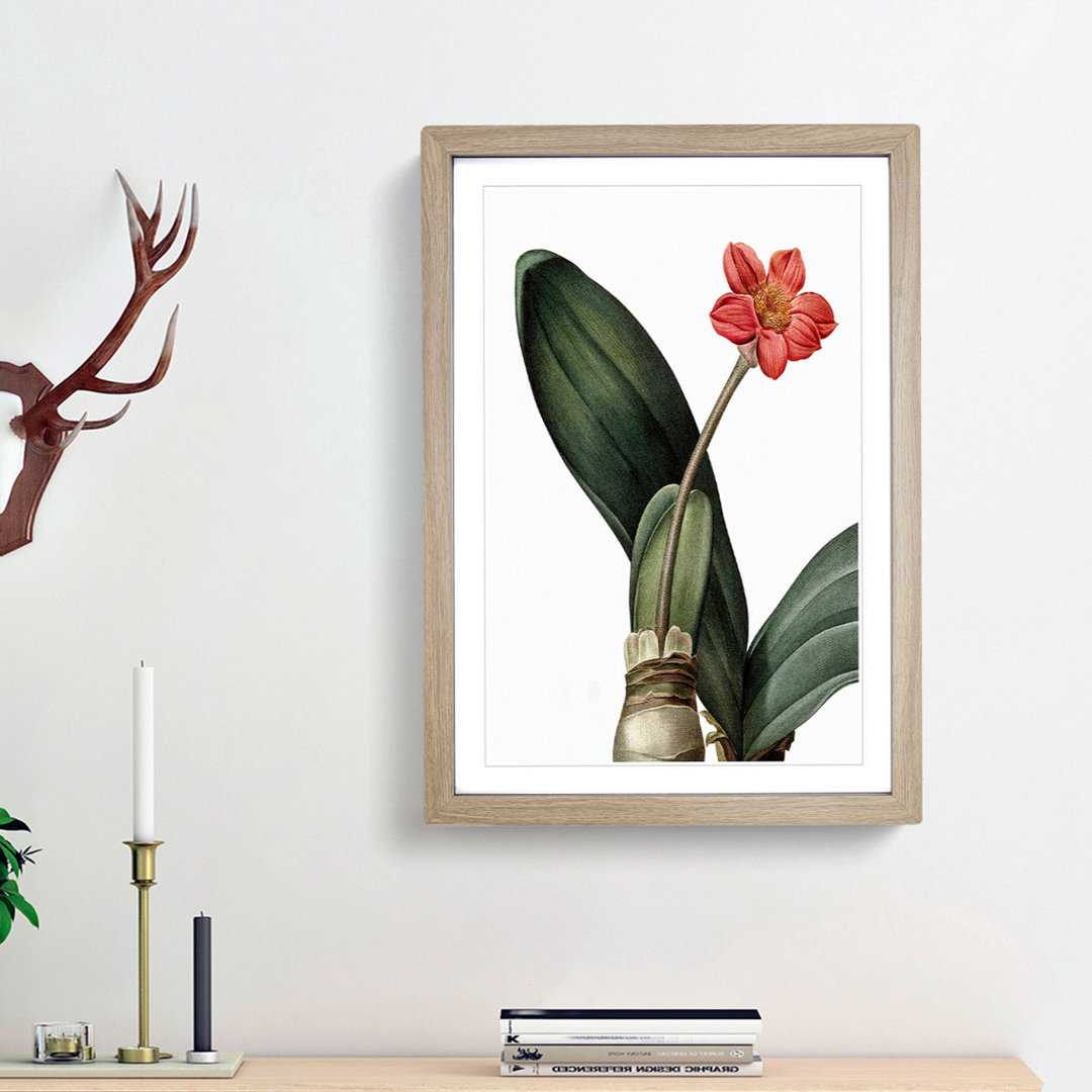 Blood Lily Flower by Pierre-Joseph Redoute - Picture Frame Art Print