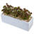 Sedum Succulent in Rectangular Planter