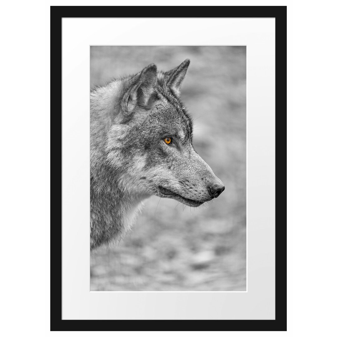 Gerahmtes Poster Anmutiger Wolf im Wald