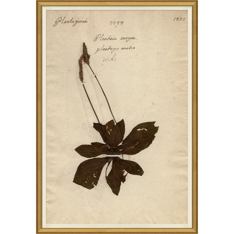 «Herbarium 3», peinture sur cadre