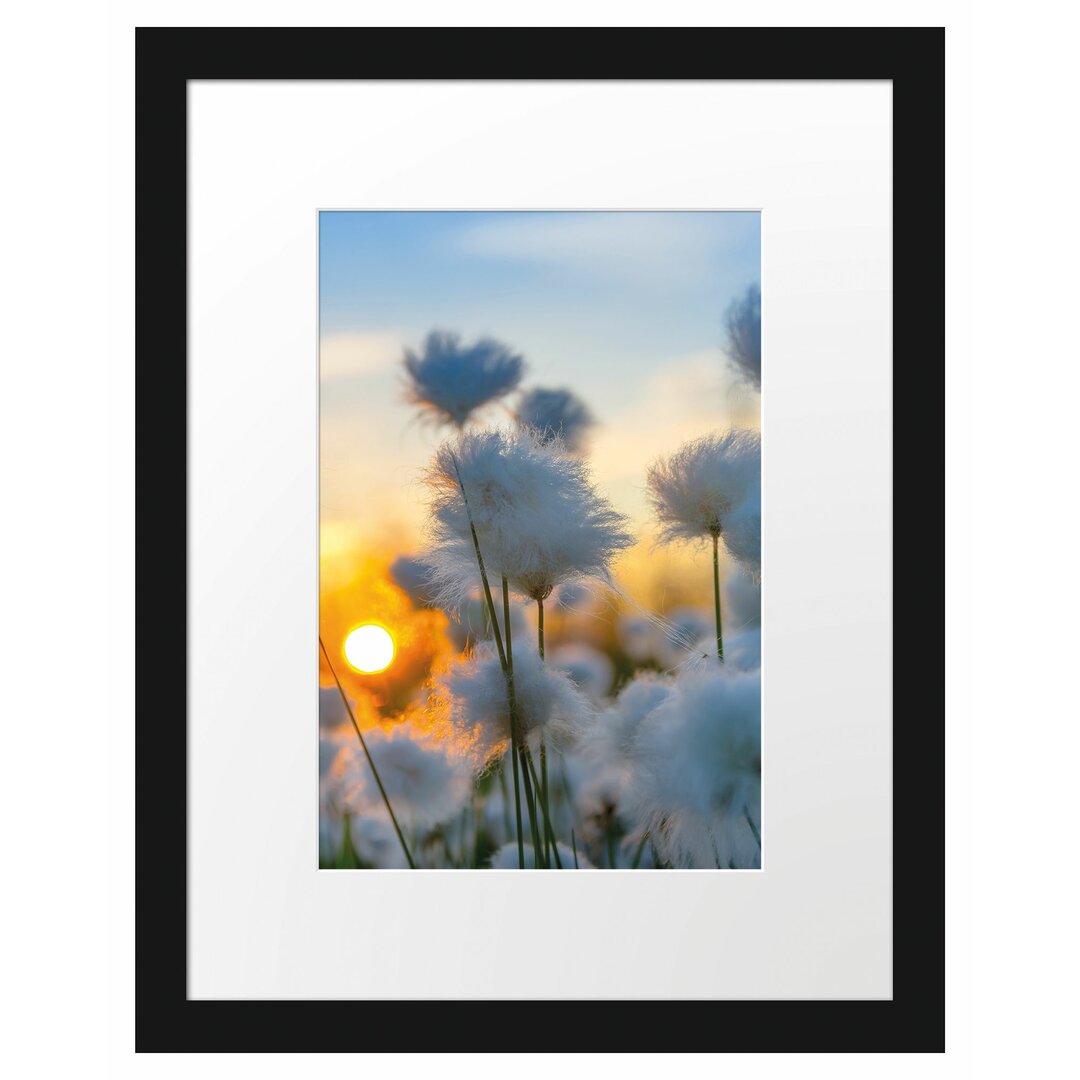 Gerahmtes Papierbild - Fotografie „Cotton Blossoms at Sunset”